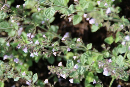  Steentijm (Calamintha Nepeta 'Blue Cloud')