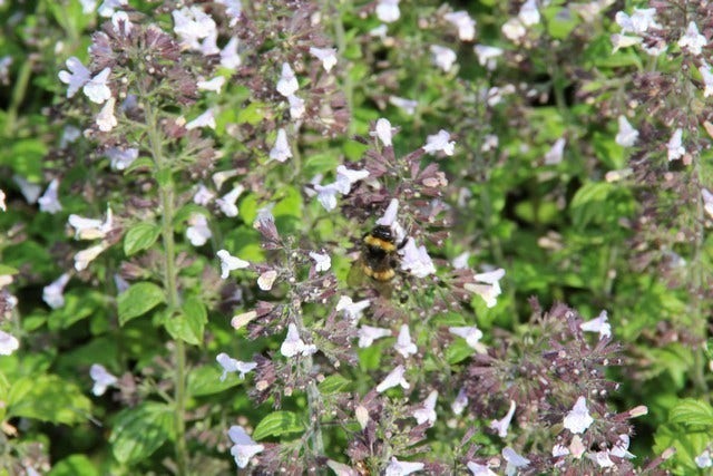  Steentijm (Calamintha Nepeta 'Blue Cloud')