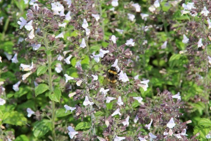  Steentijm (Calamintha Nepeta 'Blue Cloud')