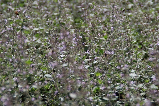 Steentijm (Calamintha Nepeta 'Blue Cloud')
