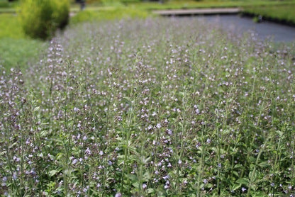  Steentijm (Calamintha Nepeta 'Blue Cloud')