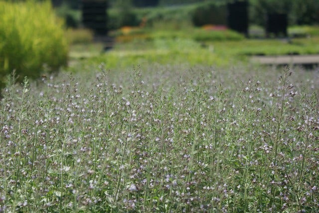  Steentijm (Calamintha Nepeta 'Blue Cloud')