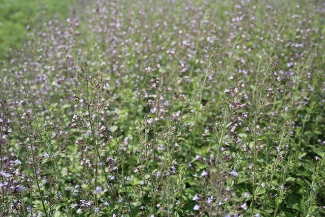  Steentijm (Calamintha Nepeta 'Blue Cloud')
