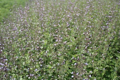  Steentijm (Calamintha Nepeta 'Blue Cloud')