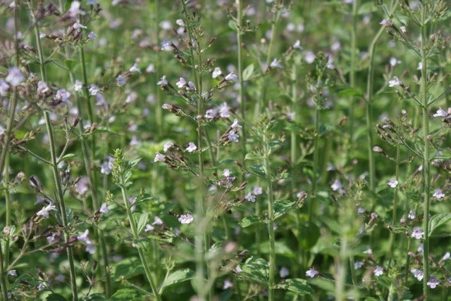  Steentijm (Calamintha Nepeta 'Blue Cloud')