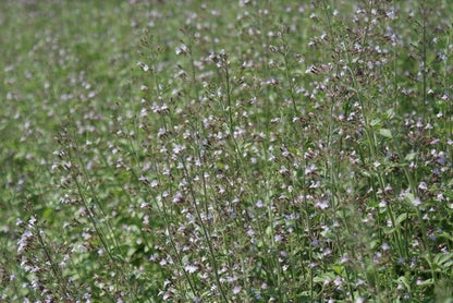  Steentijm (Calamintha Nepeta 'Blue Cloud')