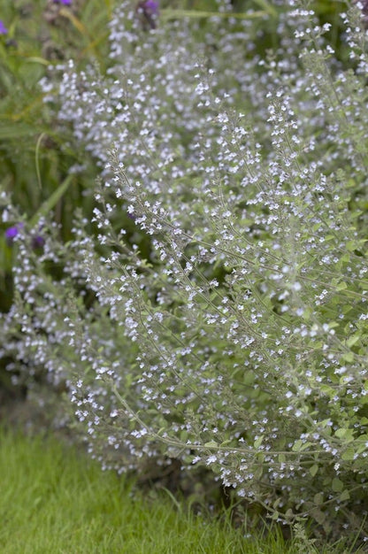  Steentijm (Calamintha Nepeta 'Blue Cloud')