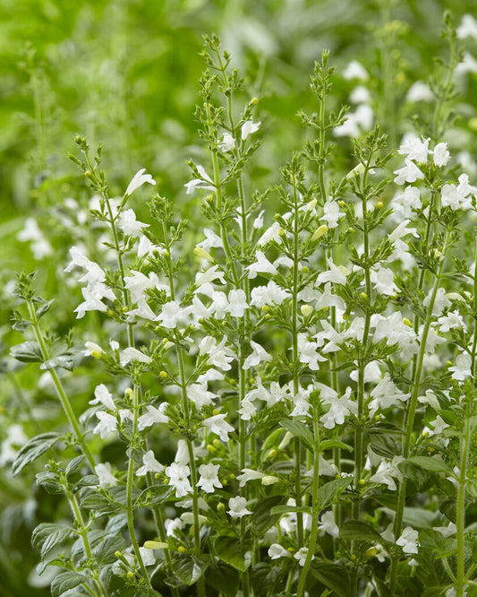  Steentijm (Calamintha Nepeta 'Marvelette White') BIO