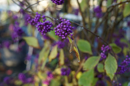  Schoonvrucht (Callicarpa Bodinieri 'Profusion')