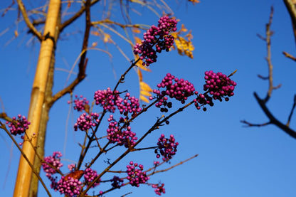  Schoonvrucht (Callicarpa Bodinieri 'Profusion')