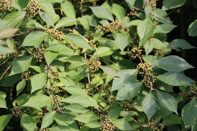  Schoonvrucht (Callicarpa Bodinieri 'Profusion')