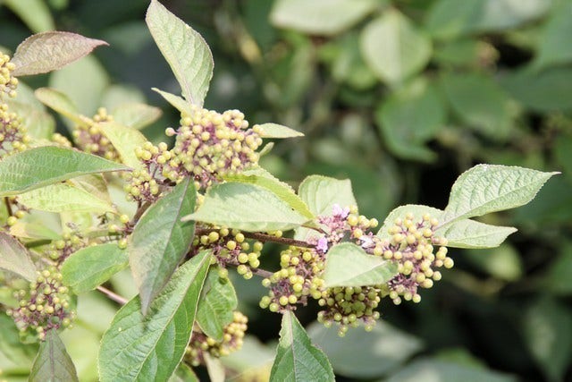  Schoonvrucht (Callicarpa Bodinieri 'Profusion')