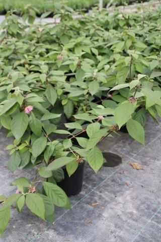  Schoonvrucht (Callicarpa Bodinieri 'Profusion')