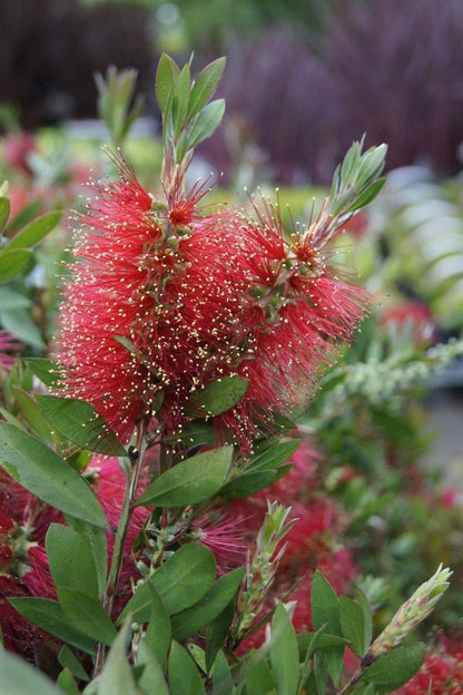  Lampepoetserplant Op Stam (Callistemon Laevis )