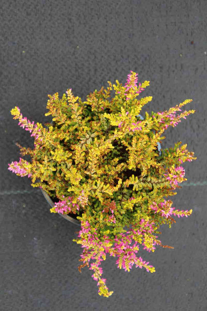  Struikheide (Calluna Vulgaris 'Anne Sofie')