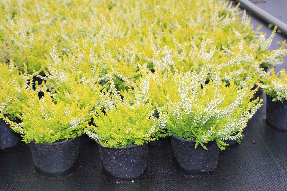 Struikheide (Calluna Vulgaris 'Anouk')