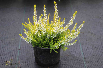 Struikheide (Calluna Vulgaris 'Anouk')