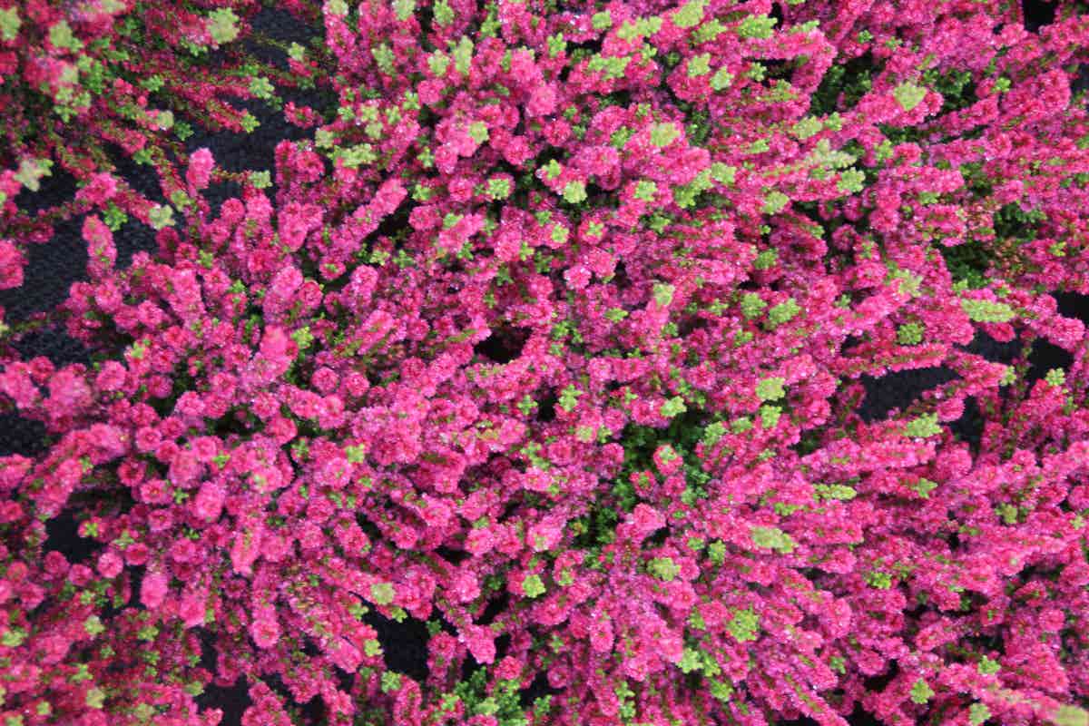  Struikheide (Calluna Vulgaris 'Dark Beauty')