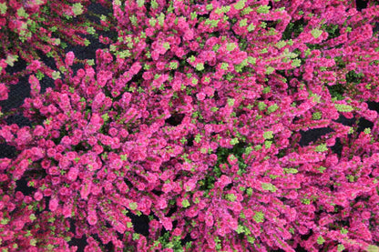  Struikheide (Calluna Vulgaris 'Dark Beauty')