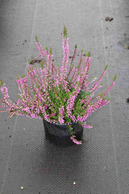  Struikheide (Calluna Vulgaris 'Marleen')