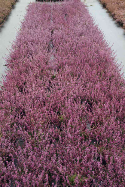  Struikheide (Calluna Vulgaris 'Marleen')