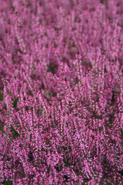  Struikheide (Calluna Vulgaris 'Redbud')