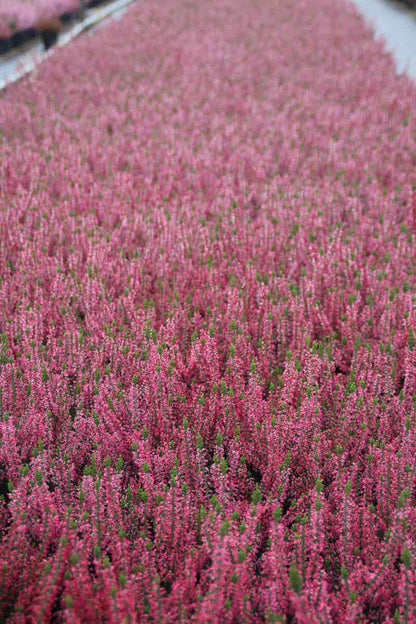  Struikheide (Calluna Vulgaris 'Sabine')