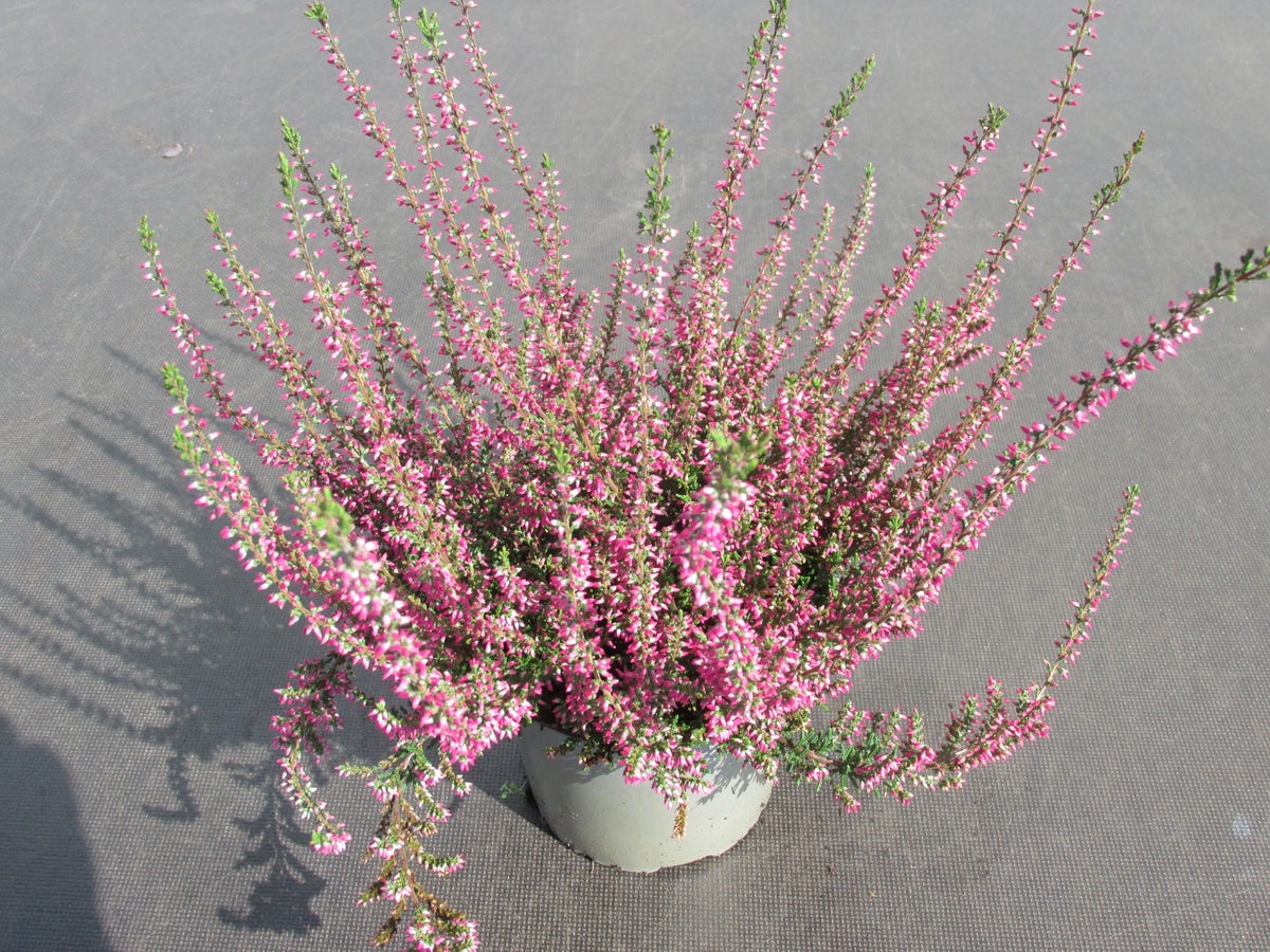  Struikheide (Calluna Vulgaris 'Septober Red')