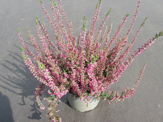  Struikheide (Calluna Vulgaris 'Septober Red')