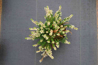  Struikheide (Calluna Vulgaris 'Spring Cream')