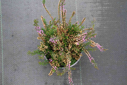  Struikheide (Calluna Vulgaris 'Tib')