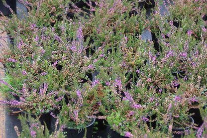  Struikheide (Calluna Vulgaris 'Tib')