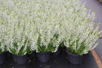  Struikheide (Calluna Vulgaris 'Veluwe')