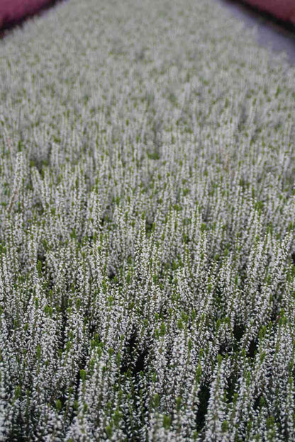  Struikheide (Calluna Vulgaris 'Veluwe')