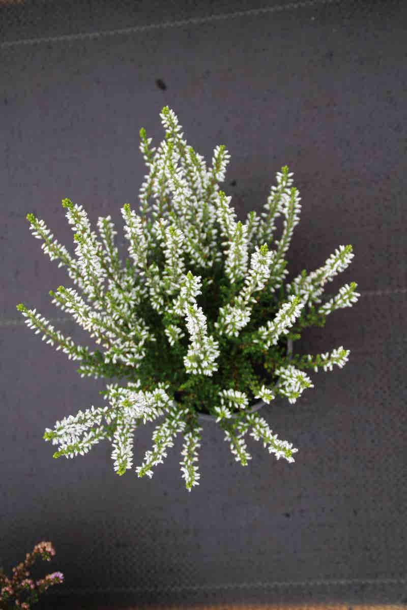  Struikheide (Calluna Vulgaris 'Veluwe')
