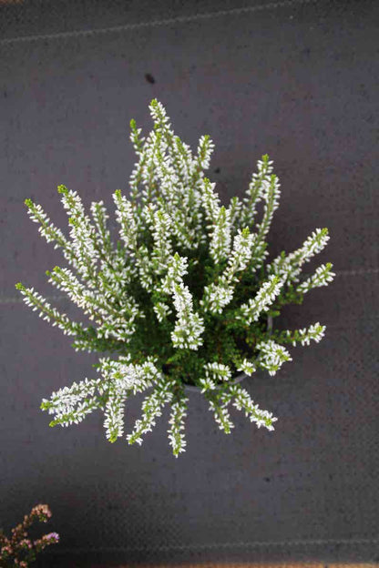  Struikheide (Calluna Vulgaris 'Veluwe')