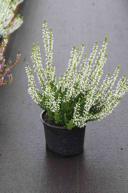  Struikheide (Calluna Vulgaris 'Veluwe')