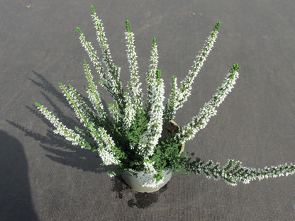  Struikheide (Calluna Vulgaris 'Veluwe')