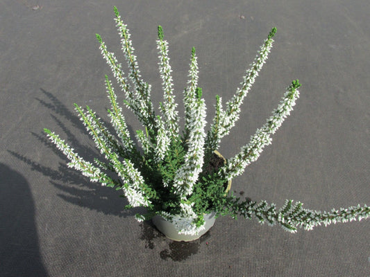  Struikheide (Calluna Vulgaris 'Veluwe')