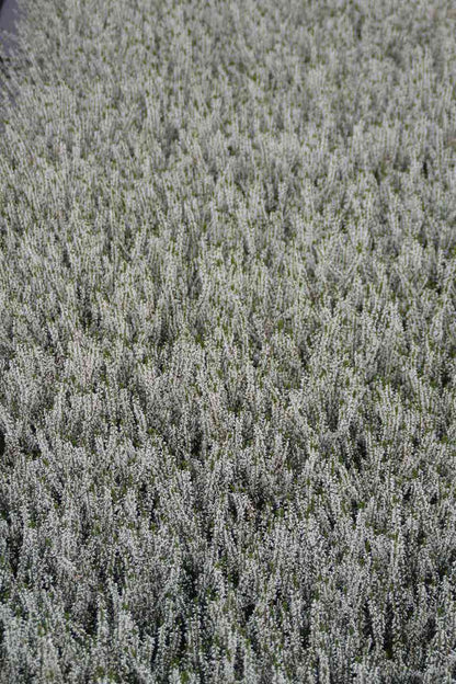  Struikheide (Calluna Vulgaris 'Volante')
