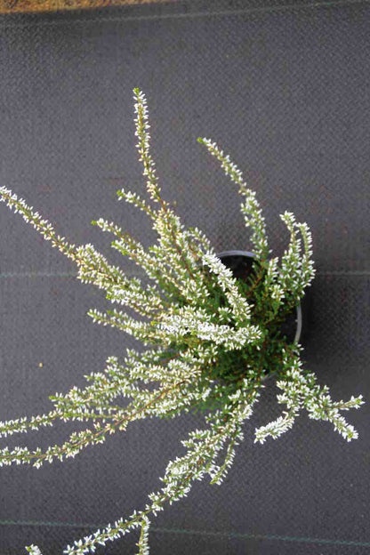  Struikheide (Calluna Vulgaris 'Volante')