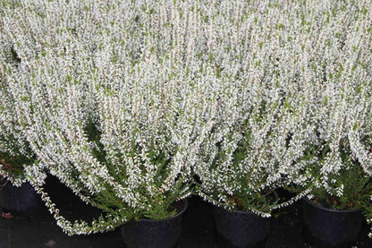  Struikheide (Calluna Vulgaris 'Volante')