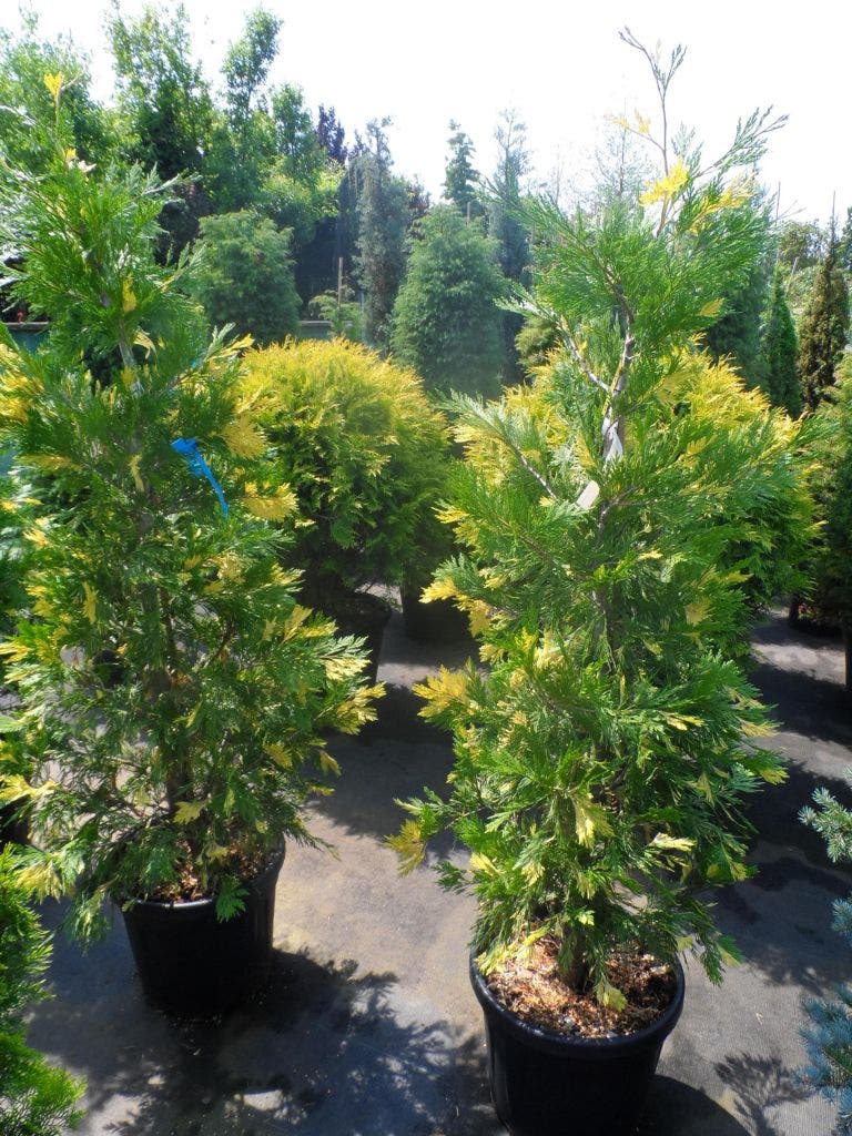  Bonte Libocedrus (Calocedrus Decurrens 'Aureovariegata')