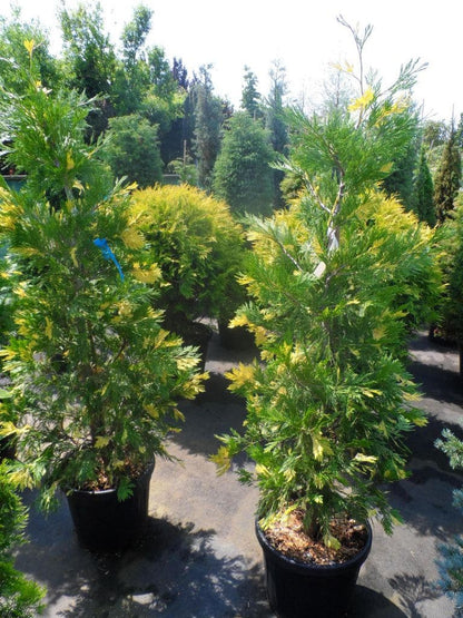  Bonte Libocedrus (Calocedrus Decurrens 'Aureovariegata')