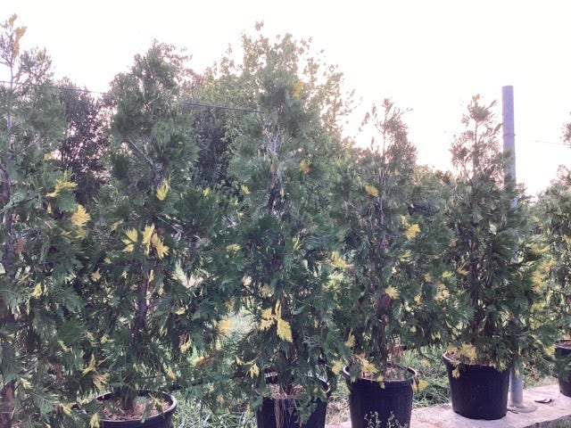  Bonte Libocedrus (Calocedrus Decurrens 'Aureovariegata')