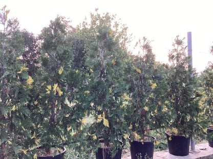  Bonte Libocedrus (Calocedrus Decurrens 'Aureovariegata')