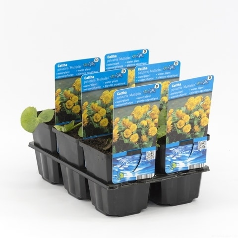  Dubbele Gele Dotterbloem (Caltha Palustris 'Multiplex')