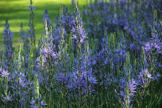  Prarielelie (Camassia Leichtlinii 'Caerulea')