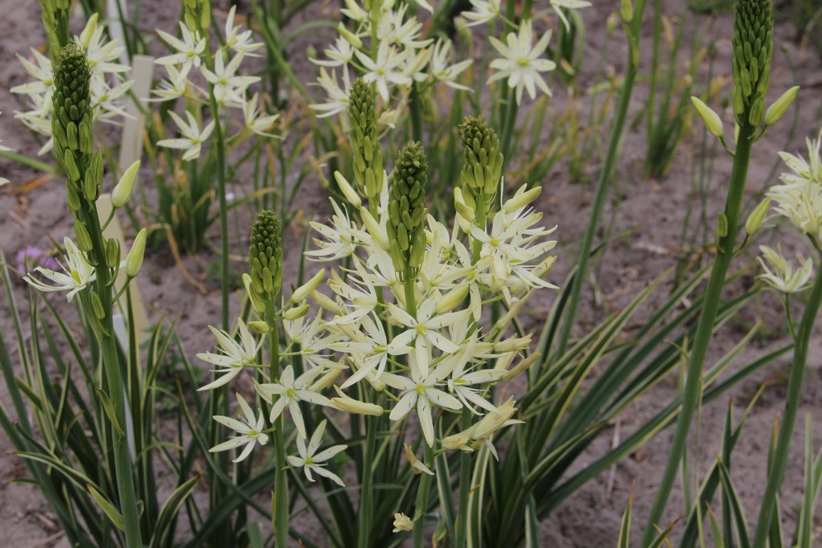  Prarielelie (Camassia Leichtlinii 'Sacajawea')