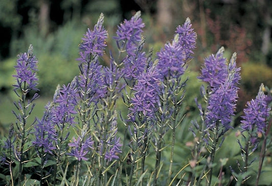  Prarielelie (Camassia Quamash)